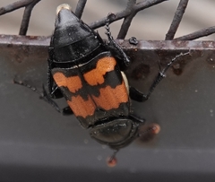 Nicrophorus guttula