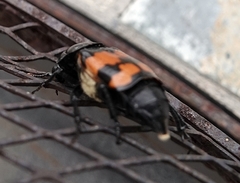 Nicrophorus guttula