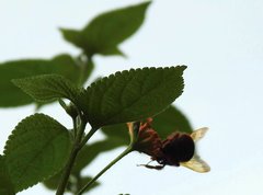 Bombus eximius