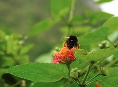 Bombus eximius