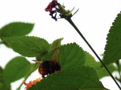 Bombus eximius