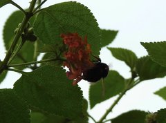 Bombus eximius