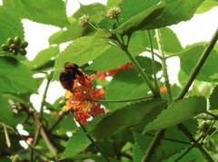 Bombus eximius