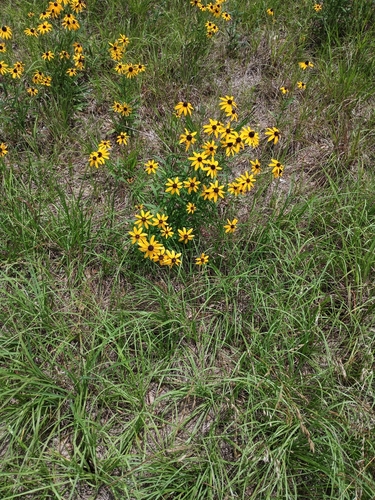 black-eyed Susan