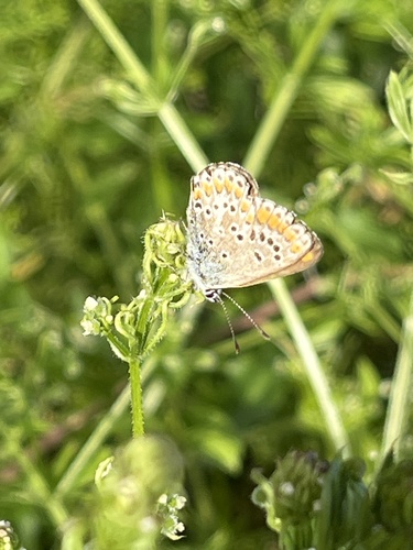 Brown Argus