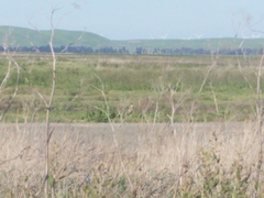 Phasianus colchicus