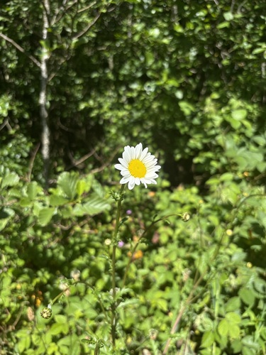 oxeye daisy