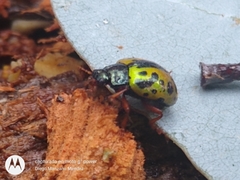 Calligrapha fulvipes