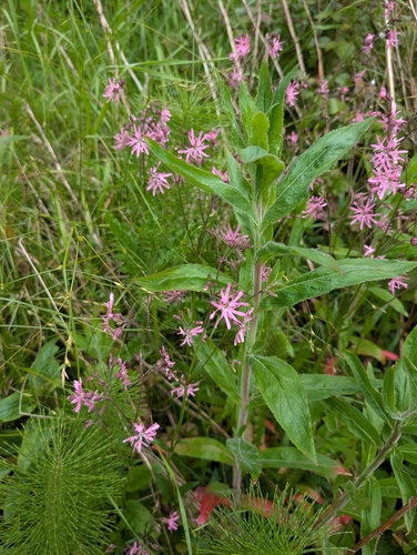 ragged-robin
