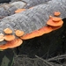 Cinnabar Polypores - Photo (c) oldman19510, some rights reserved (CC BY-NC), uploaded by oldman19510