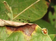 Aspidimorpha furcata