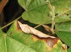 Aspidimorpha furcata