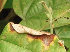 Aspidimorpha furcata