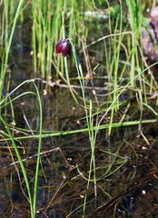 Fritillaria meleagroides