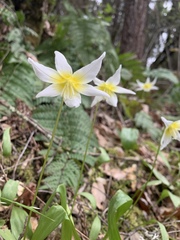Erythronium multiscapideum