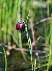Fritillaria meleagroides