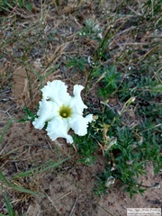 Mandevilla petraea