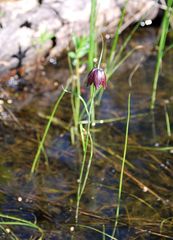 Fritillaria meleagroides