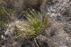 Nolineae