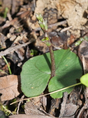 Acianthus sinclairii