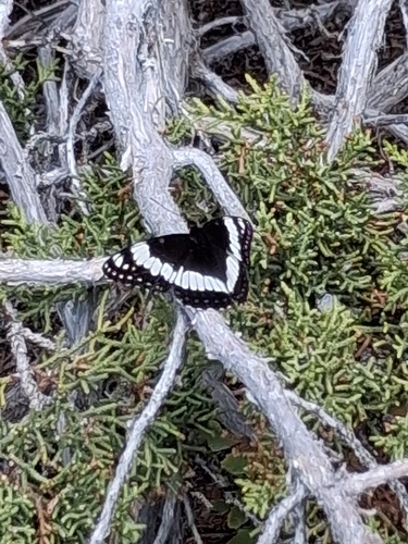 Weidemeyer's Admiral