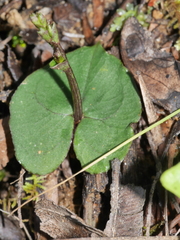 Acianthus sinclairii