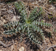 Cirsium undulatum