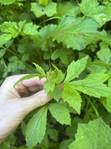 Wood Avens