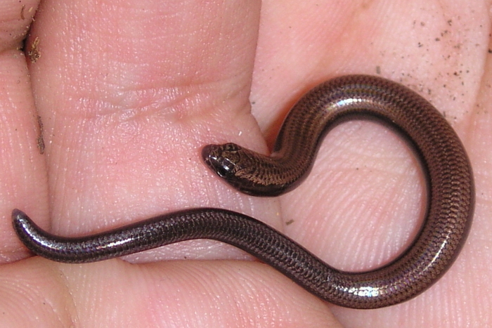 Mozambique Dwarf Burrowing Skink