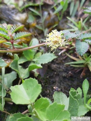 Desmanthus acuminatus