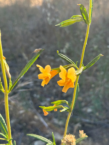 iNaturalist observation photo of orange bush monkeyflower
