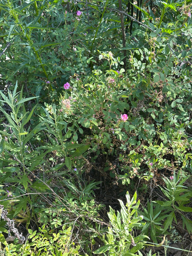 iNaturalist observation photo of California Wild Rose