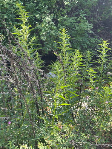 iNaturalist observation photo of durango root