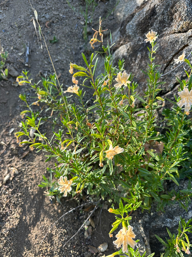 iNaturalist observation photo of Monterey Monkeyflower