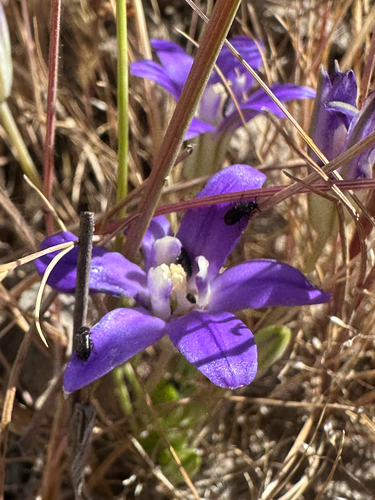 iNaturalist observation photo of Dwarf Brodiaea