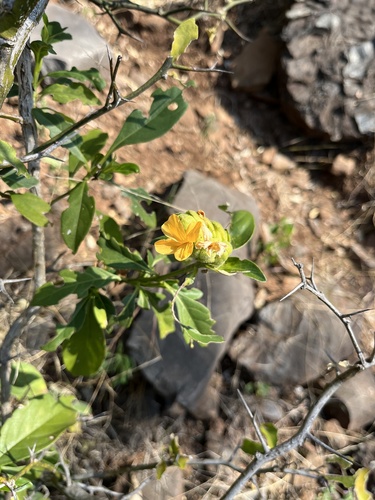 Orange Crossandra