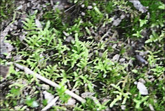 Thuidiopsis sparsa