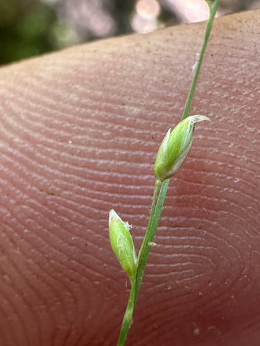 iNaturalist observation photo of Pooideae