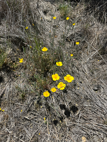 iNaturalist observation photo of California poppy