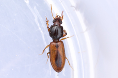 Clivina