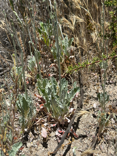 iNaturalist observation photo of wild buckwheats