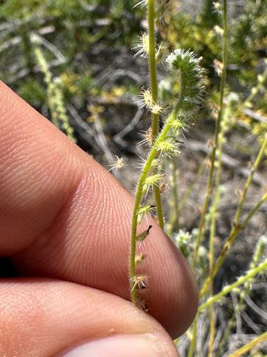 iNaturalist observation photo of Tejon cryptantha