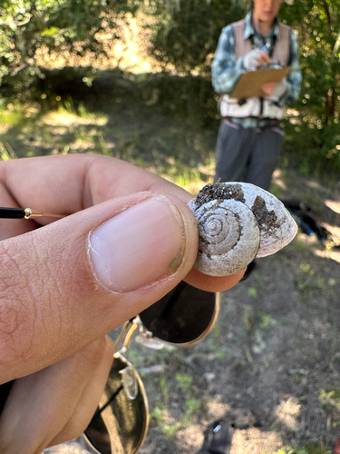 iNaturalist observation photo of Shoulderband Snails