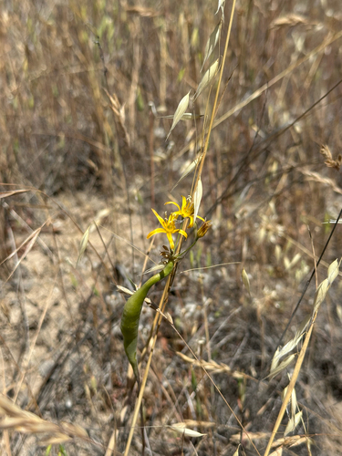 iNaturalist observation photo of goldenstar