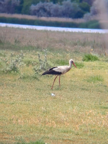 White Stork