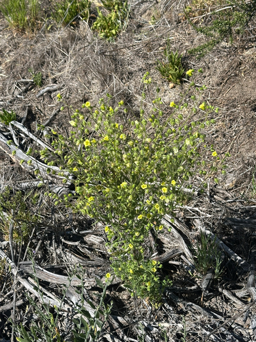 iNaturalist observation photo of whispering bells