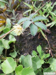 Desmanthus acuminatus