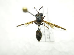 Polybiomyia