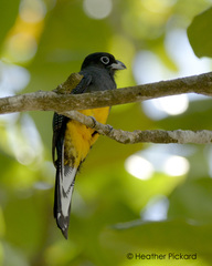Trogon chionurus