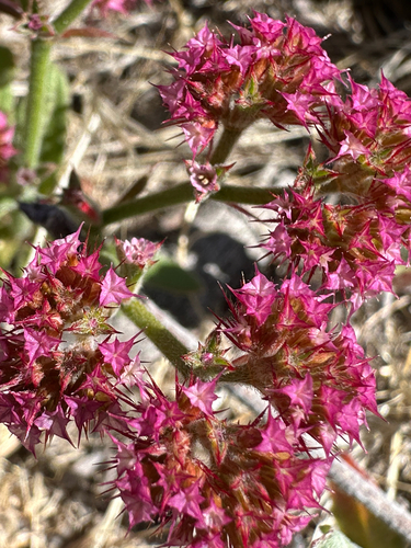 iNaturalist observation photo of Douglas' Spineflower